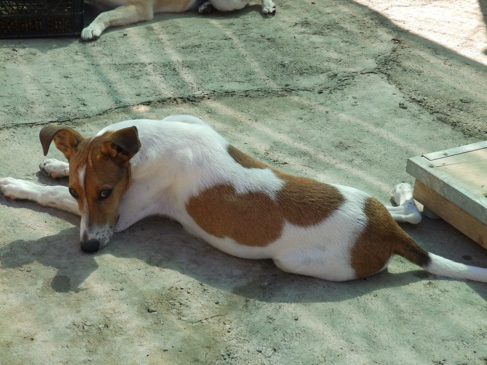 Viéndola tan guapa ¿quién imaginaría por lo que ha pasado? #MONGUI Quiere ser FELIZ con una FAMILIA #AdoptaNoCompres