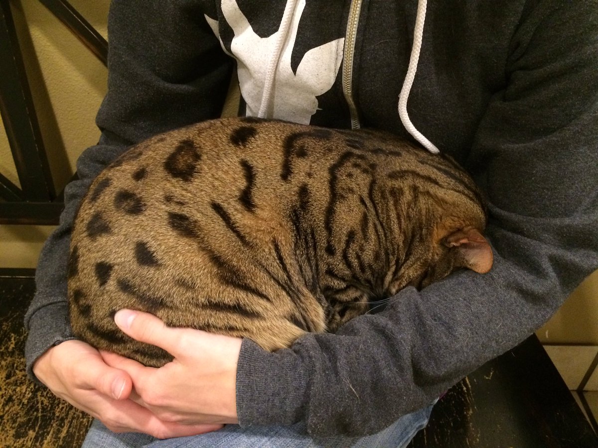cheetohcat's tweet photo. Humans took me for my yearly check-up today. Ruined a perfectly good #Caturday but at least I'm healthy! https://t.co/e0t7DlHXic