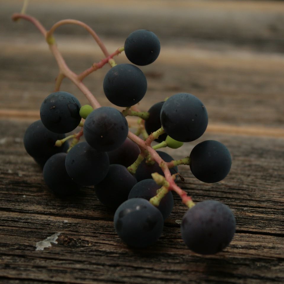 @siltumnica vīnogas - #grapes #audzetslatvija #latvia #latvijaslauki ift.tt/2aBGS4Q