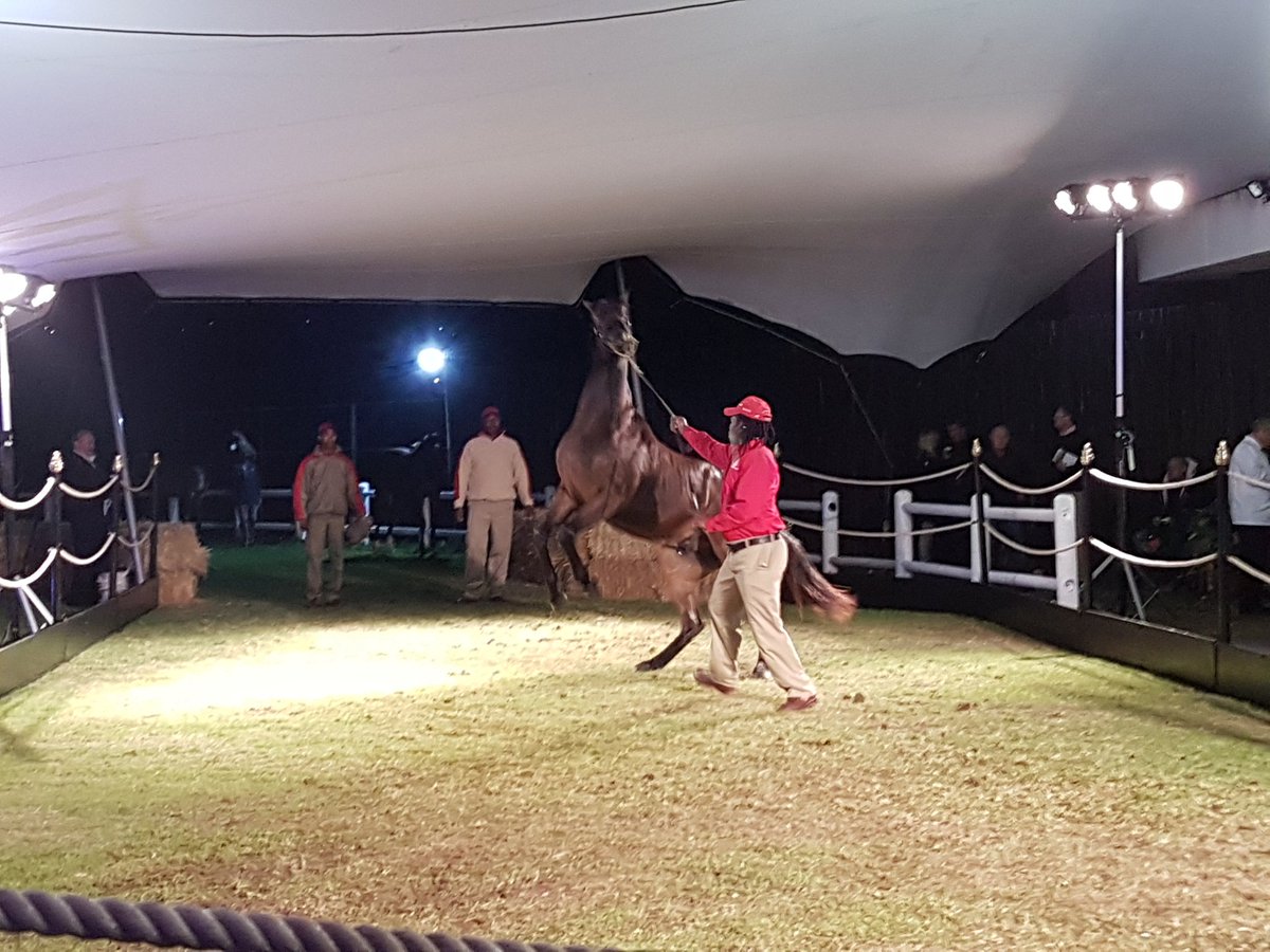 Cheers_Jessica's tweet photo. R230K #PavarottiPassion #Lot75 
#ItsaRush #CapeThoroughbredSales #2YOSale #horseracing @racing_itsarush @CapeTSales https://t.co/1tAjwGLQAz