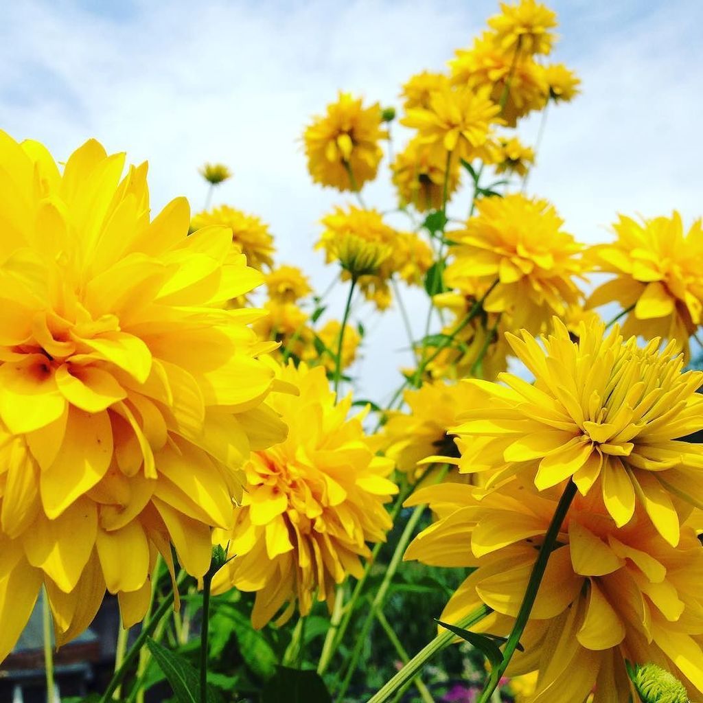 Michael Veselovsky (@vsivsk) on Twitter photo 