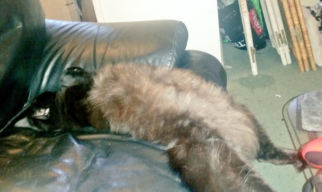 MoreFishBitch's tweet photo. How to use a sofa like people. #chillinlikeaboss https://t.co/cnudIBR9JB