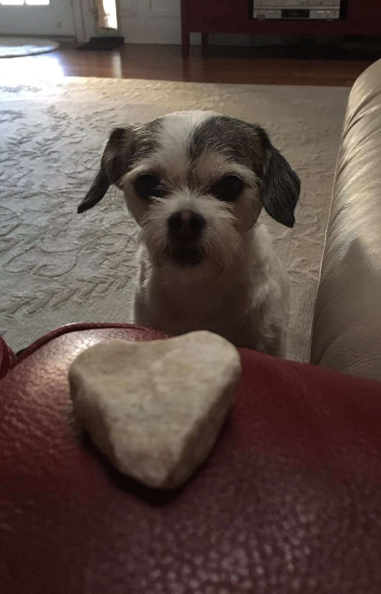 LisaDarkBooks's tweet photo. My dog brings me rocks for treats. How sweet is this?!  Check out my ebook on Amazon:  Stop Touching Me. https://t.co/JebmHk1Xfb