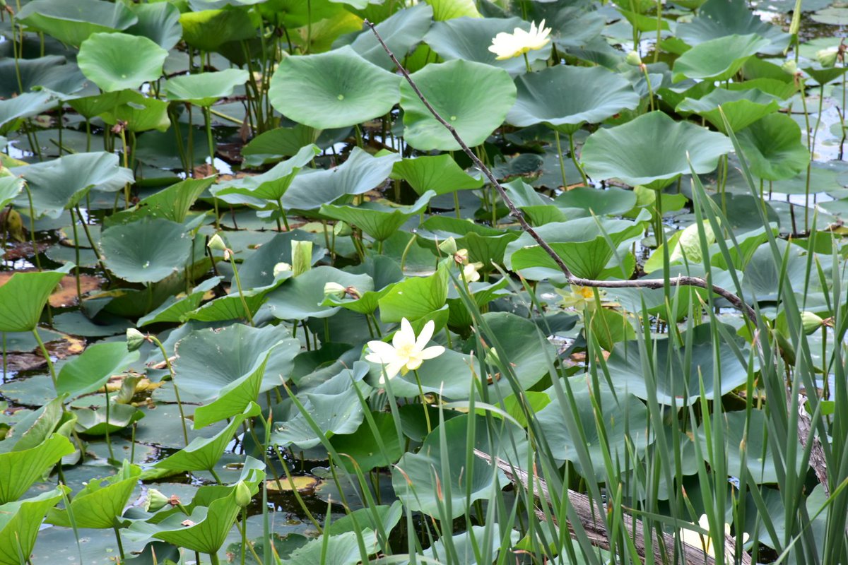 #abcnewschicago Pic of the beautiful Lotus flowers up in Antioch