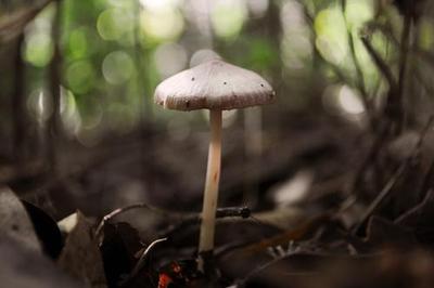 V2V's tweet image. This &quot;leather&quot; is grown from mushrooms and is carbon-neutral #environment #sustainable bit.ly/2aAmKU3