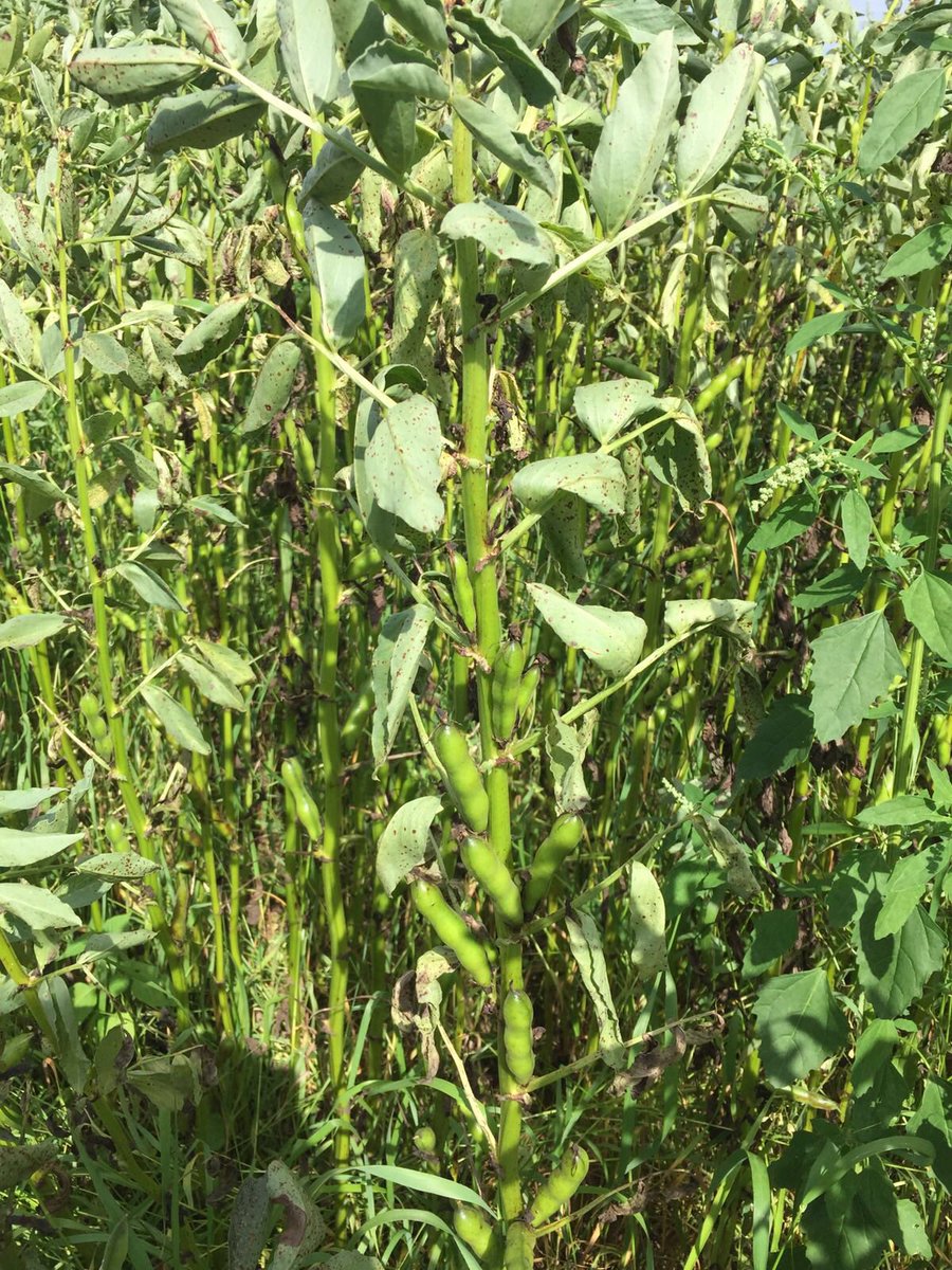 Into the Wild tweet media