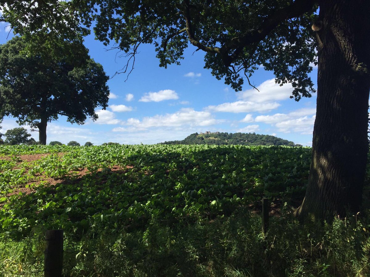 Into the Wild tweet media