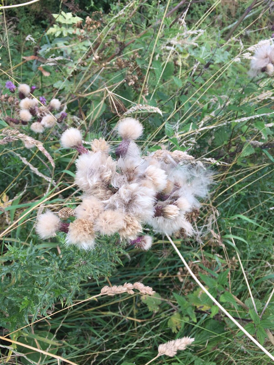 Into the Wild tweet media