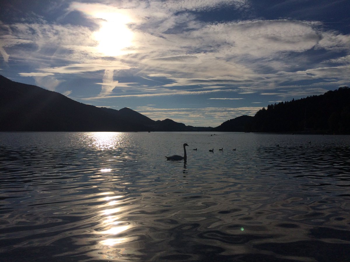 mezzojazz's tweet photo. Day off from studying Rossini at the lake #fuschlsee #cignes https://t.co/uizMktZifn