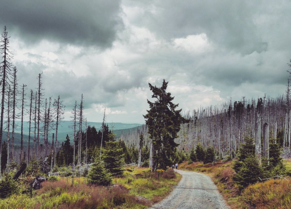 AdrianaCerna's tweet photo. Se neokouká. #šumava #polednik #1315m https://t.co/x9SAo7PpKW
