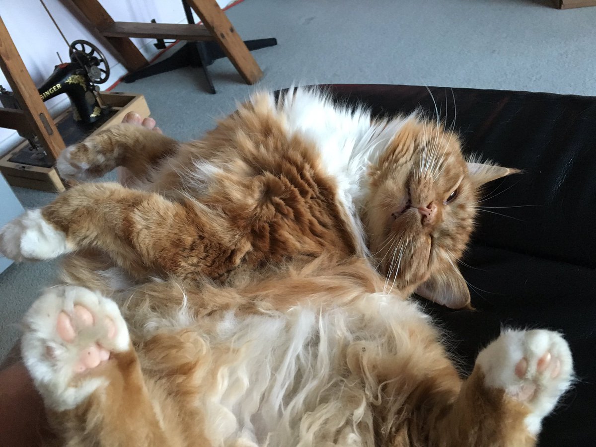 kiwitriuk's tweet image. Cats are like fitted sheets there is no way to fold them properly. #cats #CatsOfTwitter #catproblem