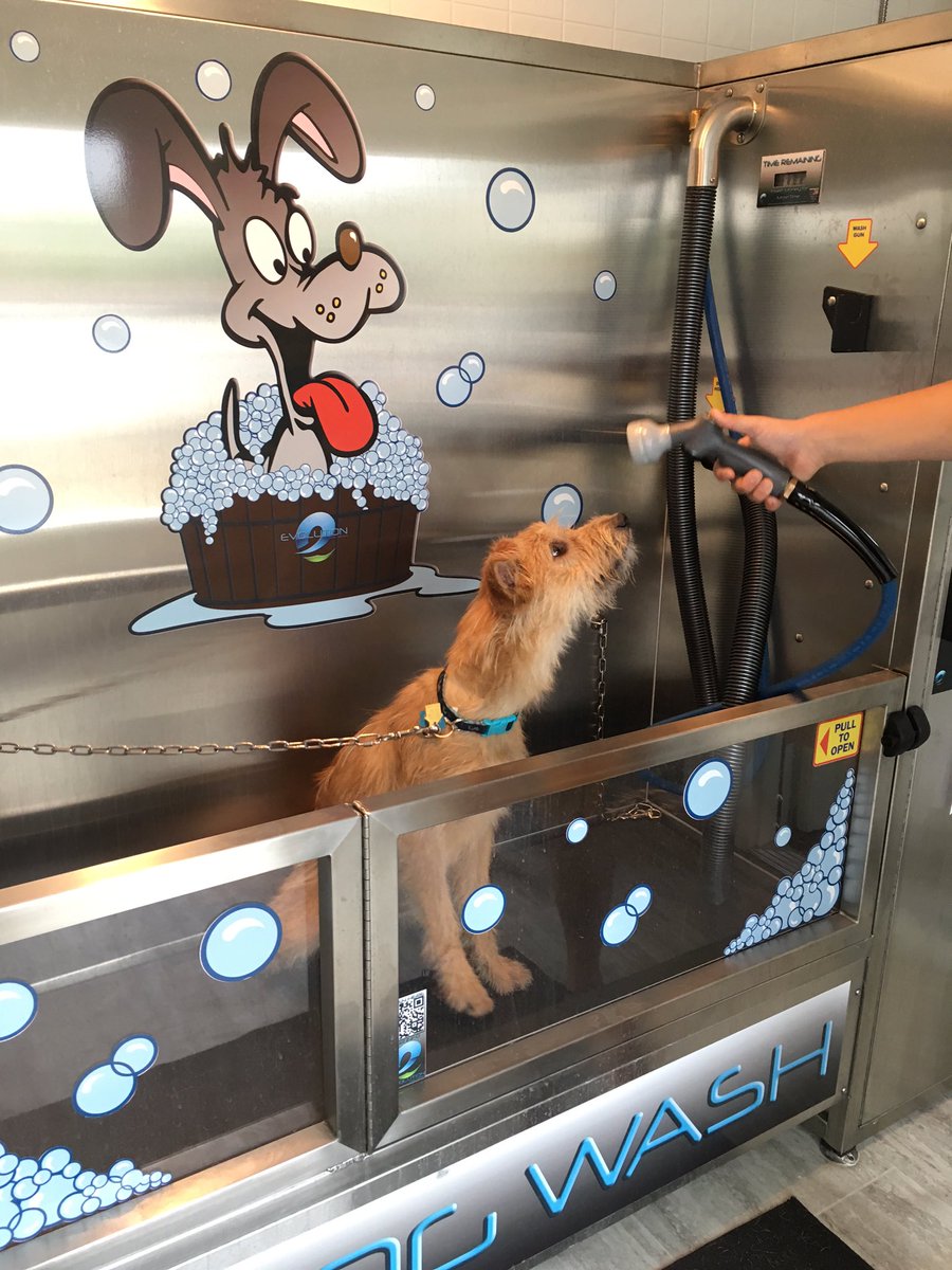 Dobby enjoying his first dog wash! #DZpup