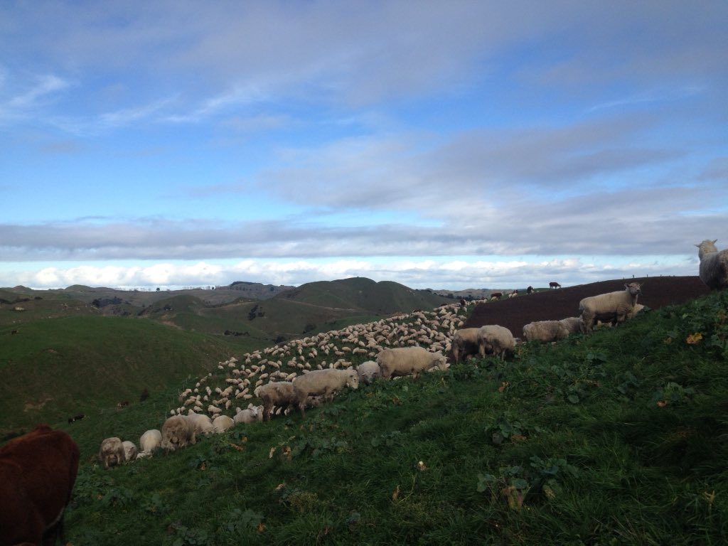 MorrisonFarming's tweet photo. Today's shift on the #MangaRa #SprayAndYay swedes. We're hanging on with one week to go! https://t.co/F41pX91h6k