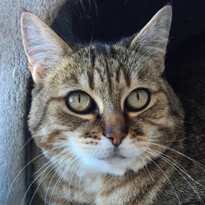 sfspca's tweet image. 10-year-old siblings Jackson &amp;amp; Sophia are hoping to find their purrfect home this #Caturday! sfspca.org/adoptions/pet-…