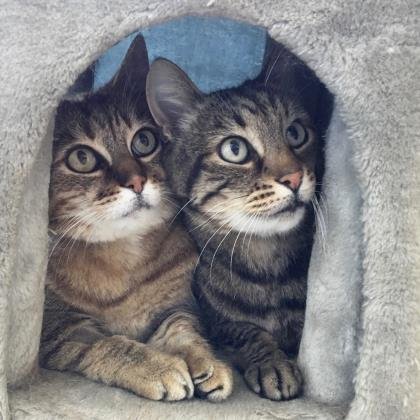 sfspca's tweet image. 10-year-old siblings Jackson &amp;amp; Sophia are hoping to find their purrfect home this #Caturday! sfspca.org/adoptions/pet-…