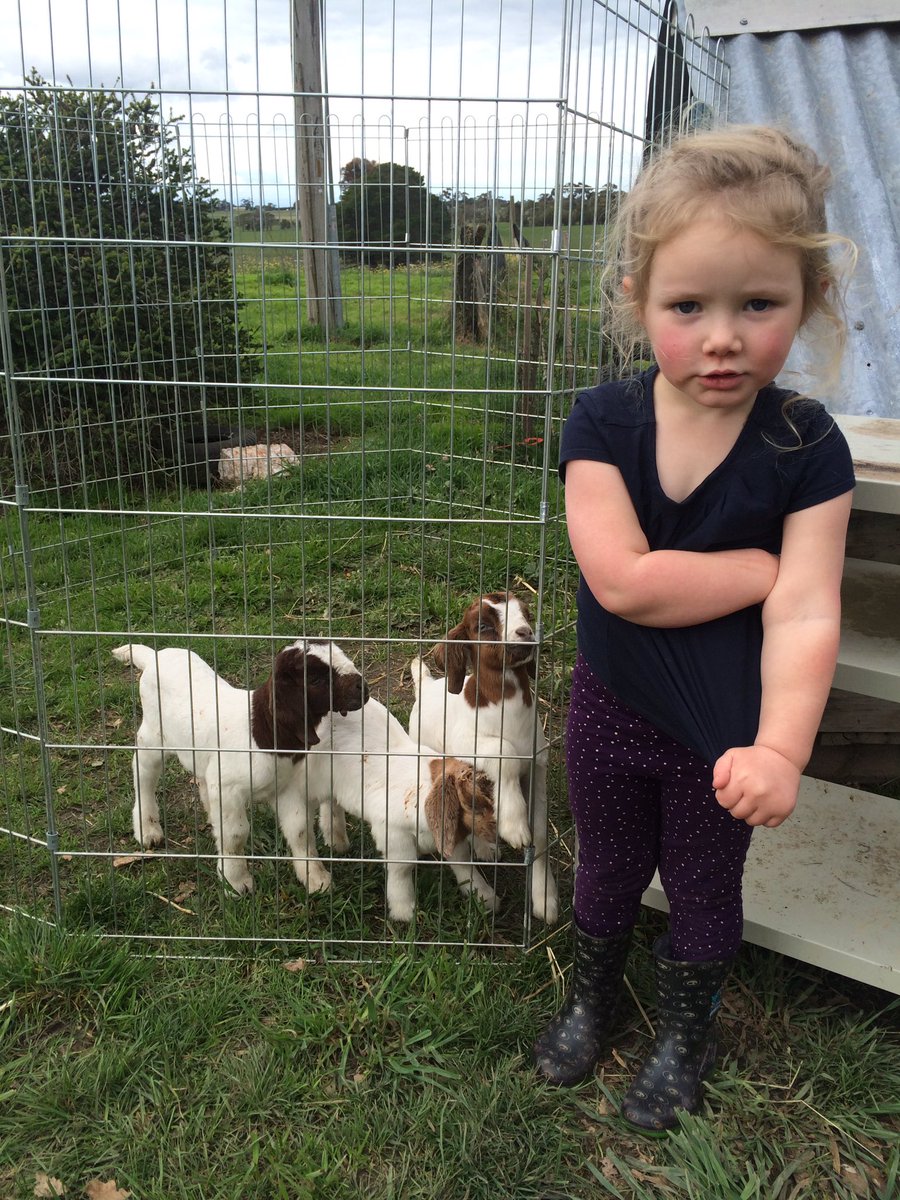 Come and meet us (and our orphan goat kids) today at <a href="/meatyourmakerAU/">Meat Your Maker</a>