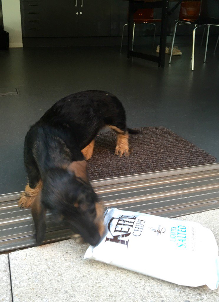 ok - i did eat them all #kettlecrisps #hungrydog