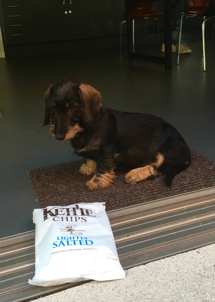 i promisebi didn't eat them ALL #kettlecrisps #hungrydog