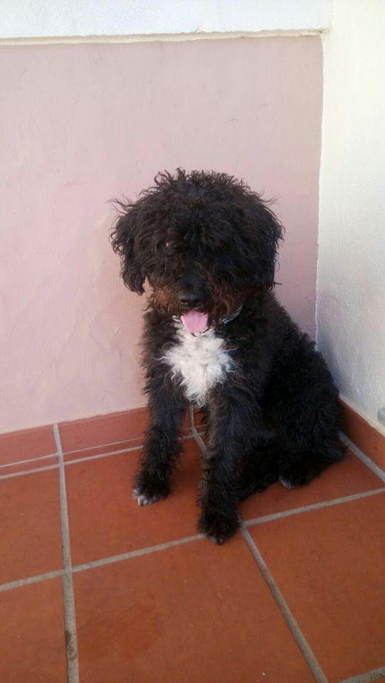 Macho de aguas de siete meses. Urge acogida o adopción. Riesgo de acabar en perrera Contacto:  yembuda@hotmail.com