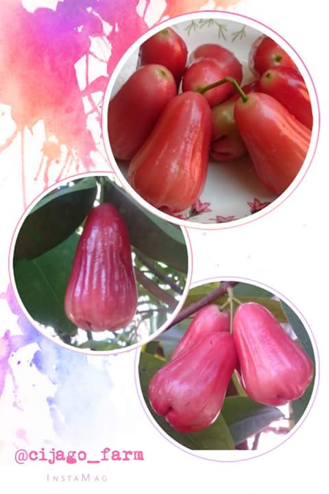 Janganlah terlalu cepat memetik buah, karena yang terlihat ranum tidak selalu matang..
#sundayquote