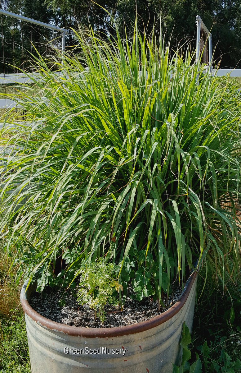 Terry_Chronistr's tweet image. The #LemonGrass is thriving in the galvanized trough, time to trim the leaves &amp;amp; divide the lemon flavored stems