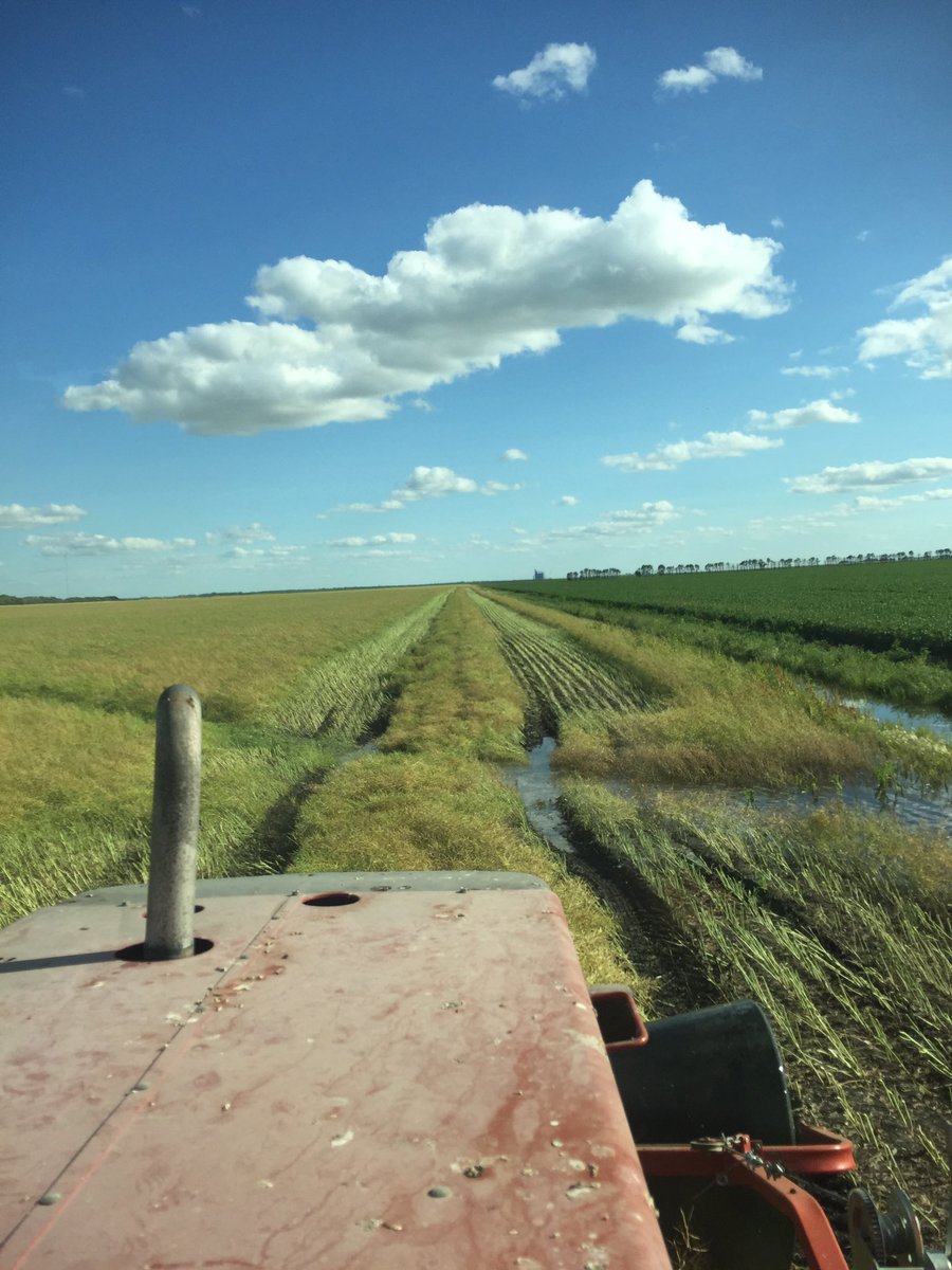 T_Bartman's tweet photo. And so #harvest16 starts. Or is it #mudfest16? https://t.co/1fwuRe208M