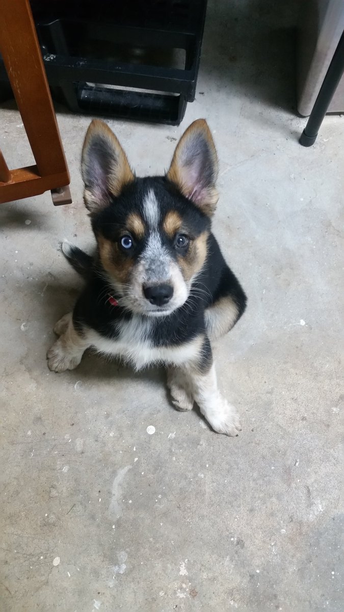 NewSide's tweet image. People posting pics of their kids and I'm over here like my dog's cuter..