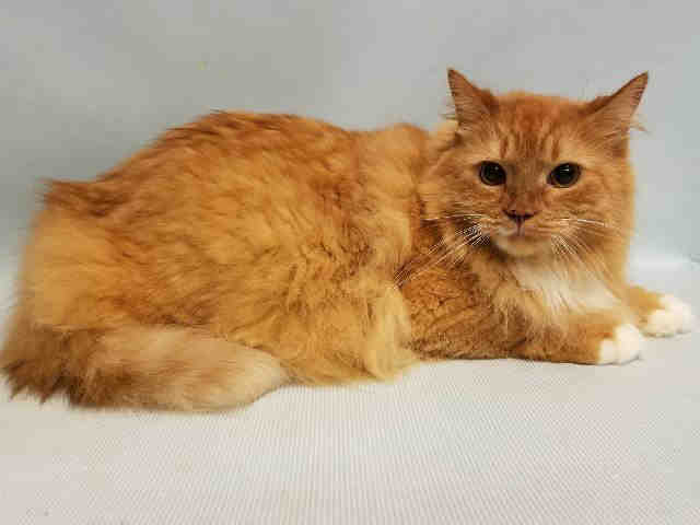ngremmy's tweet photo. #URGENT #NYC #CATS stunning TISH needs your help by 8/7-PLS RT/adopt/pledge/foster! https://t.co/V3sQVINKuV https://t.co/naxaGpgJWz