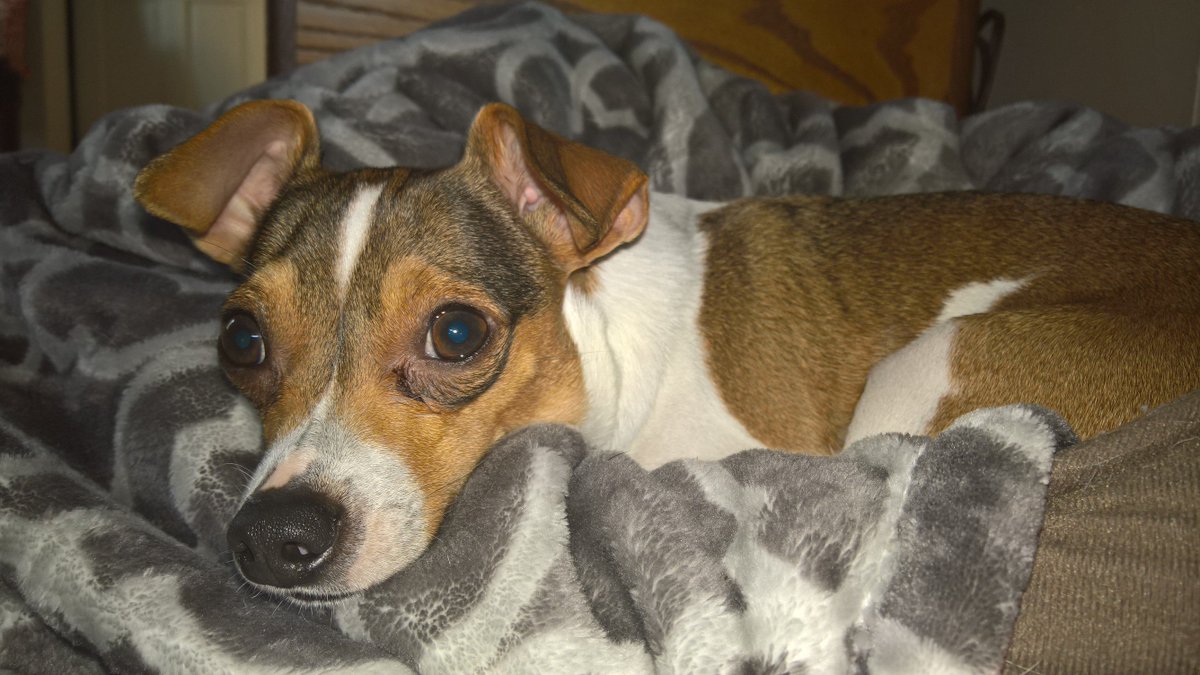 That's my dawg! No. Seriously. This is my dog.