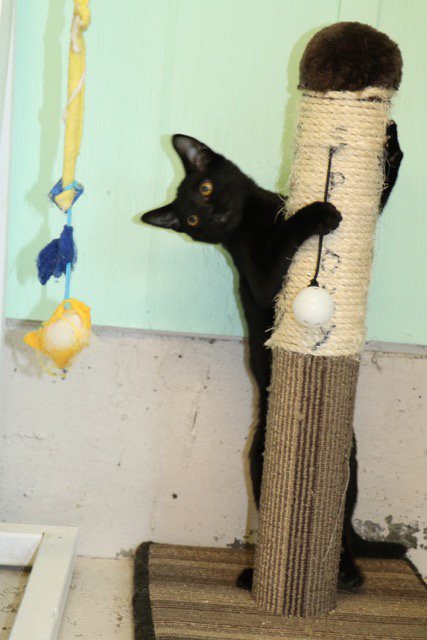 BC_SPCA's tweet photo. Don't mind Nuit; she's just purr-fecting her pose! Meet her at our #Chilliwack shelter https://t.co/D6zBwjQHRQ https://t.co/Or5ZRO43hH