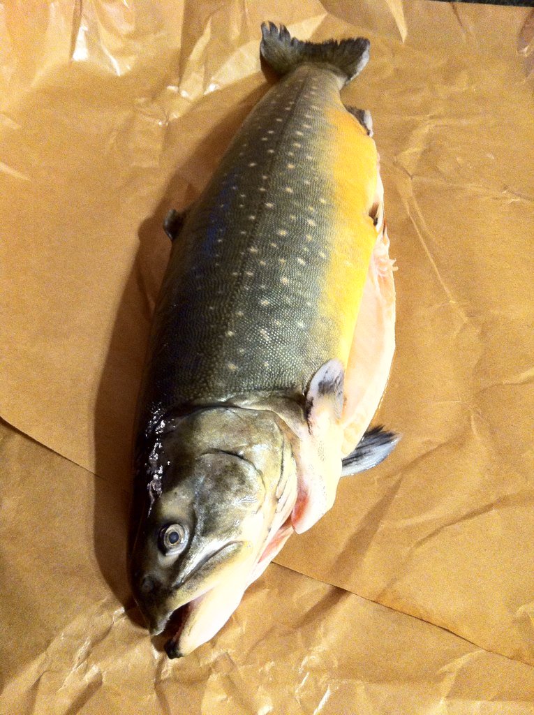 WhitePaw80's tweet photo. Tonight's dinner :3 #Feeeesh https://t.co/Gaf7P2uRdA