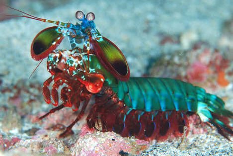 チャスカ در توییتر マーズランキング8位 日米合同第１班 鬼塚 慶次 ベース モンハナシャコ ボクサーの彼がシャコのパンチ力を上乗せすれば強いに決まってる それに甲殻型で切られても腕が生え変わるという優れもの シャコのおかげで視力を取り戻すことができた