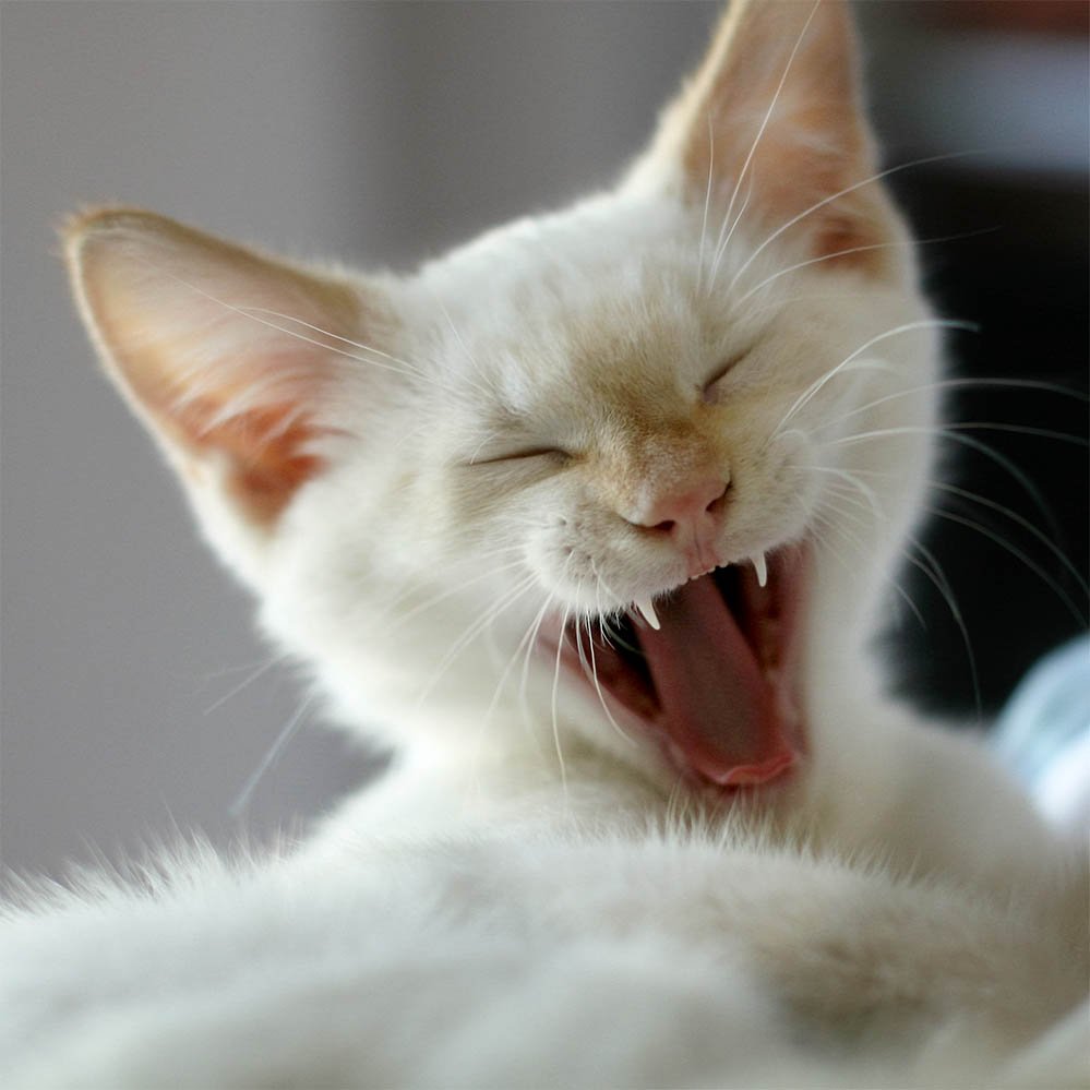 mousebreathZine's tweet photo. WIN Free @TidyCats litter and #stopstank face. #ad https://t.co/4e85X418a2 #tidycatsinsider https://t.co/o2w9aGgSpz