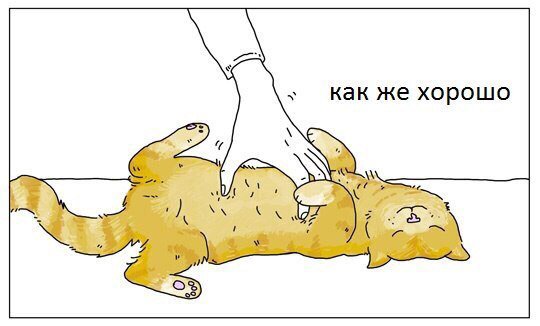 SimRTD's tweet photo. Типичный кот... https://t.co/rEmYfPEP13