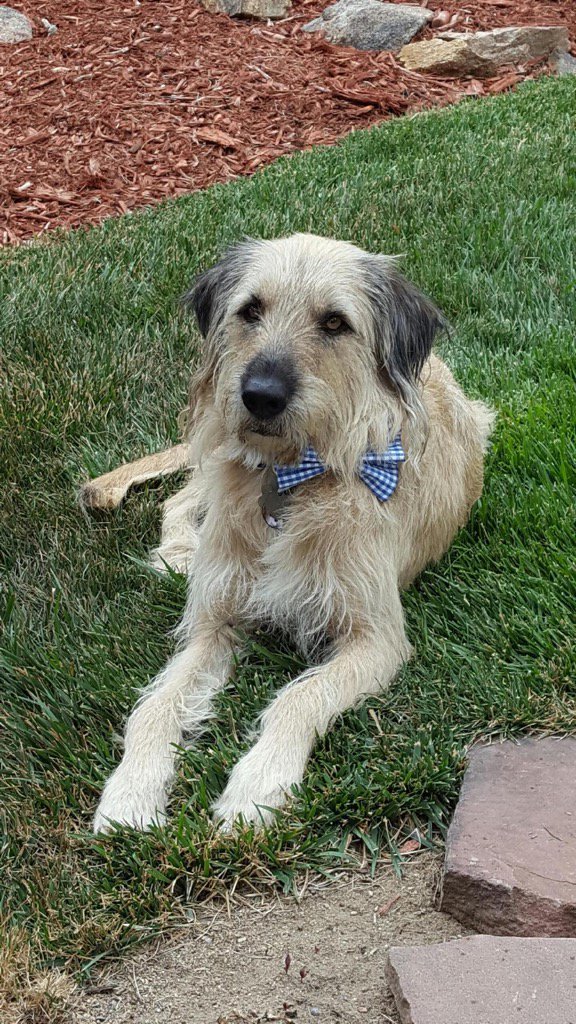 gordon_m_p's tweet image. @BowieTies @gqshady Truman lounging in the backyard &amp;amp; looking all proper w his new @BowieTies #ProperPup #fancypooch