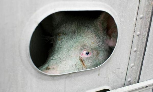 _AnimalAdvocate's tweet photo. #AnimalsOntheMove
60,000,000,000 #animals
transported in torture
to their deaths.
#EndLiveExport
Go #Vegan #farm365 https://t.co/yM6jywuVyp
