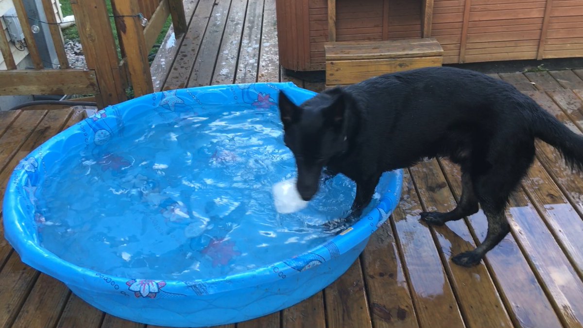 sd_benson's tweet photo. Fun night playing with ice chunks in the pool https://t.co/yDMiQun2Wc