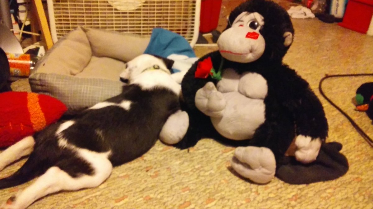 hyperpaw00's tweet image. Grown up so much. 11 weeks Olson Monday &amp;lt;3