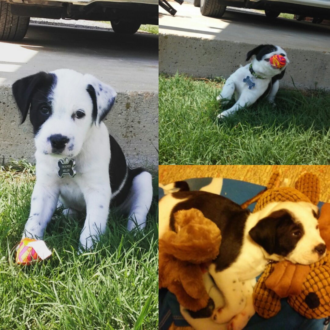 hyperpaw00's tweet image. Only one to survive out of a litter of 10. Had to be bottle fed, it was work but he&apos;s my baby