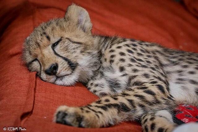 coachccurtiss's tweet photo. Attention Ola Cheetahs: rest and relax this weekend bc monday its time to work. #juiceflow #olacoaliton https://t.co/7C5SY8mBpX