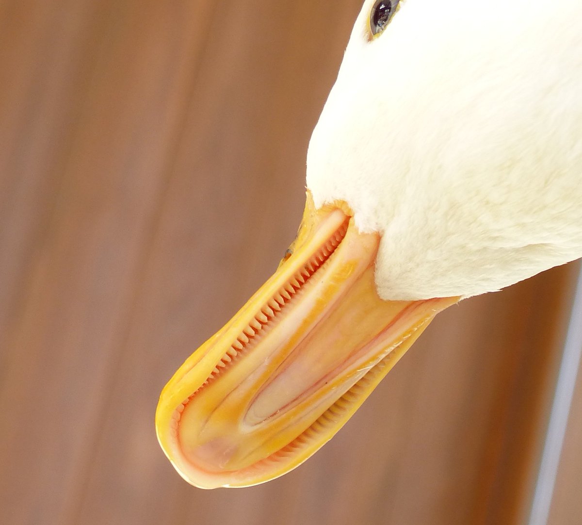 上野動物園 公式 7月のサマースクールにて 小学3 4年の子どもたちによる大発見 くちばし編その アヒルのくちばしの縁に ギザギザがあるよ そうなんです これで水に浮かんだ小さな餌をこし取ります 上野動物園 公式 7月のサマースクールにて 小学3 4年の子どもたちによる大発見 くちばし編その アヒルのくちばしの縁に ギザギザがあるよ そうなんです これで水に浮かんだ小さな餌をこし取ります