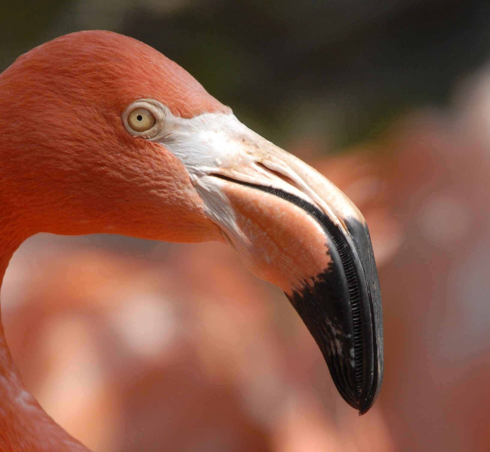 上野動物園 公式 ７月のサマースクールにて 小学３ ４年の子どもたちによる大発見 くちばし編その フラミンゴは 下くちばしのほうが厚い 餌をとるときは上下さかさまになるので 他の鳥と同じになりますね T Co Jjuiok8e4f