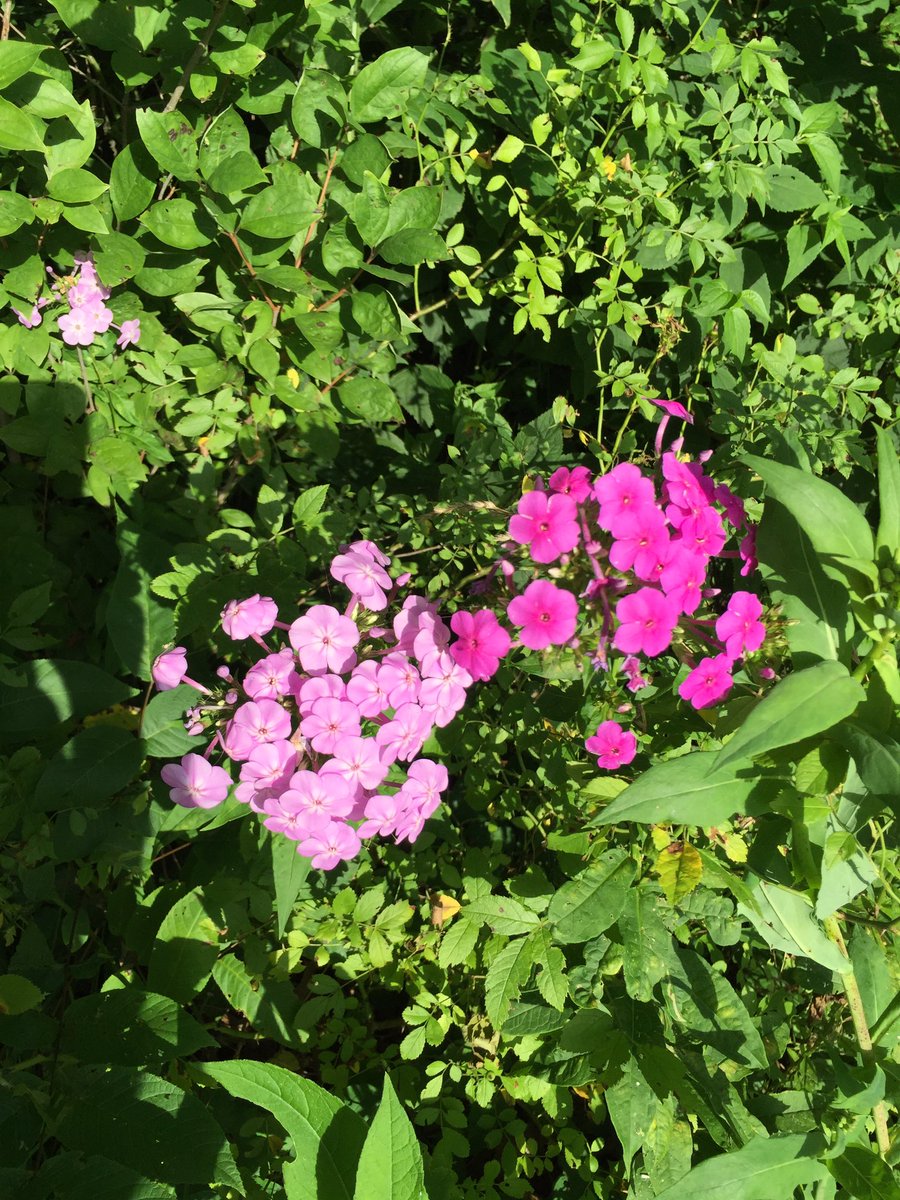 lbuster2's tweet image. 