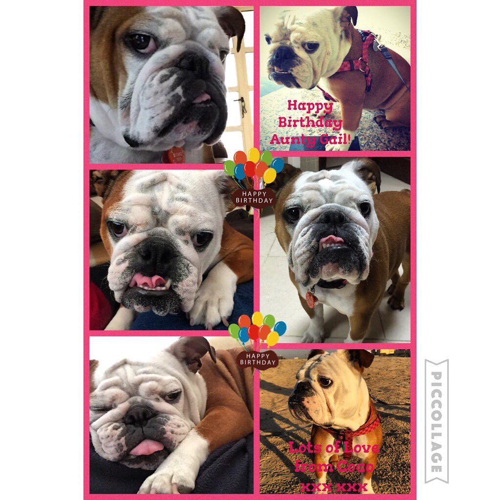 Dubai_Coco's tweet photo. 🎈Happy Birthday Aunty Gail!🎈@gailmartin67 Have a super fun day filled with lots of puppy hugs! Love Coco xxx xxx 🐶😊 https://t.co/byrkE0OOWR