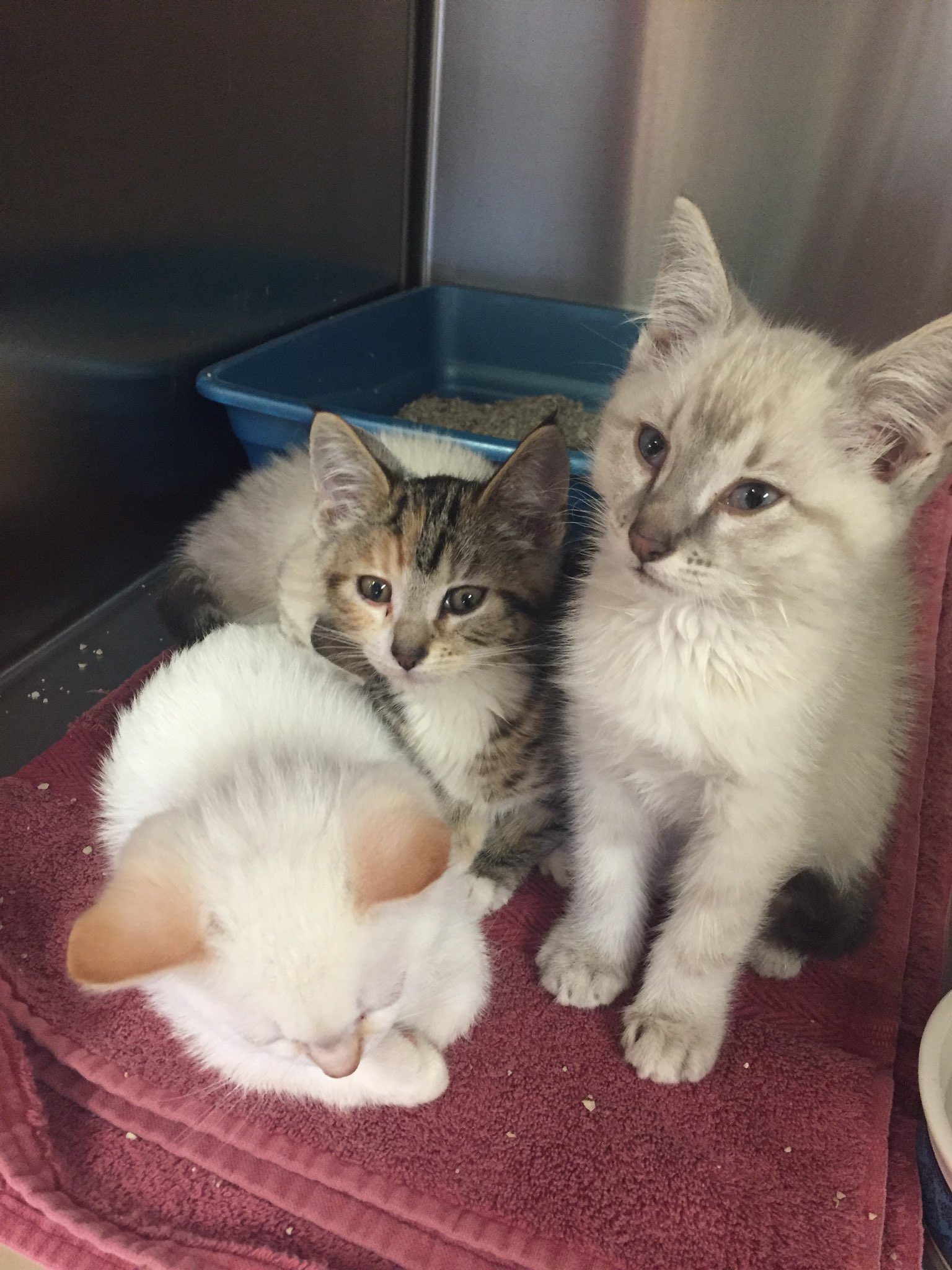 Evolving Erin on Twitter: "I love my job!😻 These #cute #kittens need