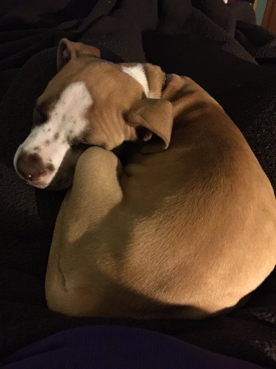 Jewelzthepit's tweet photo. Been sleeping a lot and growing! #dogsoftwitter #puppylove #livingthedream @NetPetrage https://t.co/51Kzkny5DV