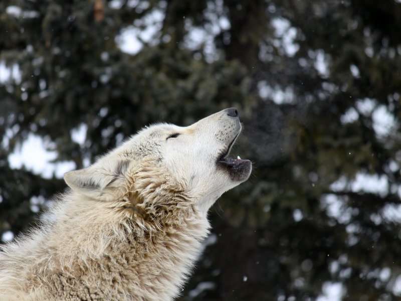 狼祭実行委員 そして息の白さがもっとも確認しやすいのは実はあくび時だったりします 遠吠え時は口をすぼめているのに対して あくび時は口をがばっと開いているため 外気に触れた口の中からもわもわ立ちのぼるのが確認できたりもします オオカミ 狼