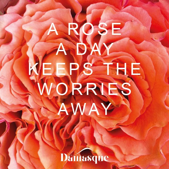 Sounds like a plan.

#Damasque #scentedroses
