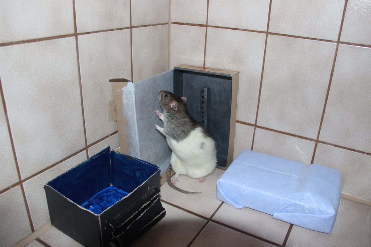 Team_PIErates's tweet photo. Tiny spa for Munin - he seems to enjoy a little shower ;) @gishwhes @mishacollins #gishwhes https://t.co/wEWQBsGhAM