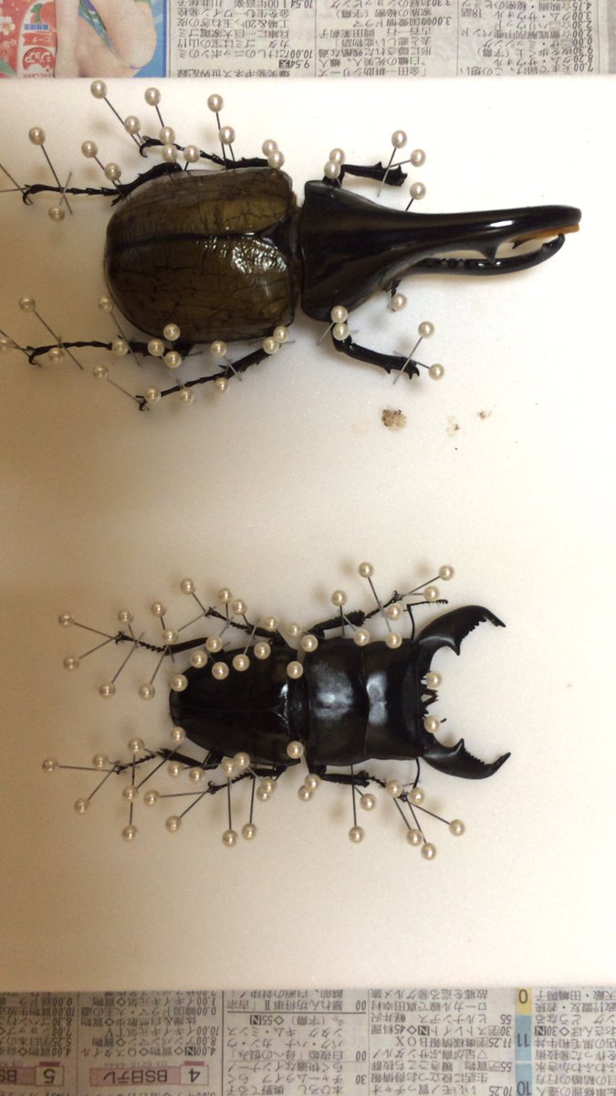 スマトラオオヒラタ 106㎜ 標本 スマトラオオヒラタクワガタ 106mm